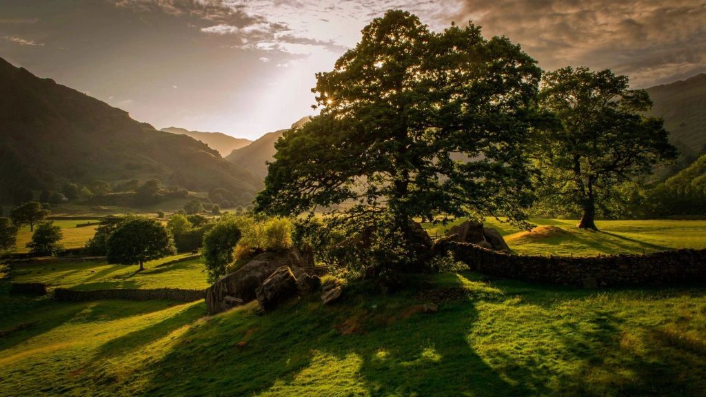 Sunlit green Irish meadow with a stone wall under a large tree